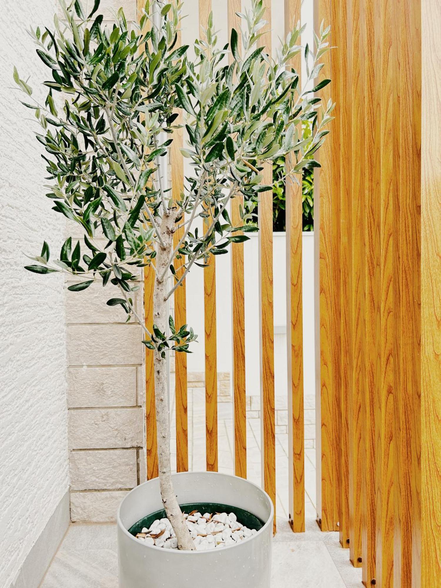 Sunny House Apartment Zambratija  Exterior photo